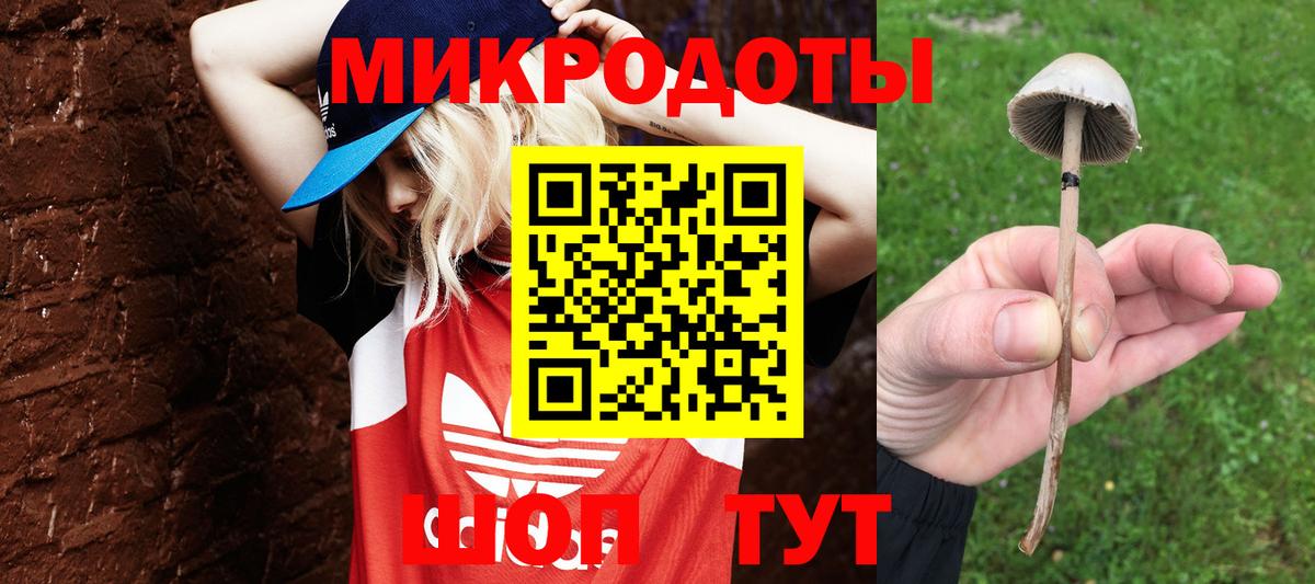 Петровск  Галлюциногенные грибы Psilocybe  наркотики  Вход с VPN 